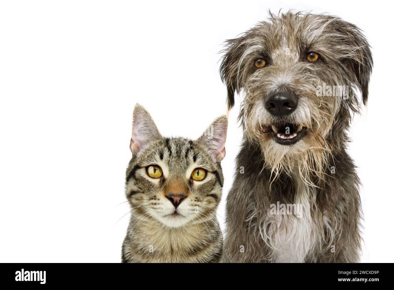 Banner pets. Dog and cat smiling and looking at camera. Isolated on white background Stock Photo