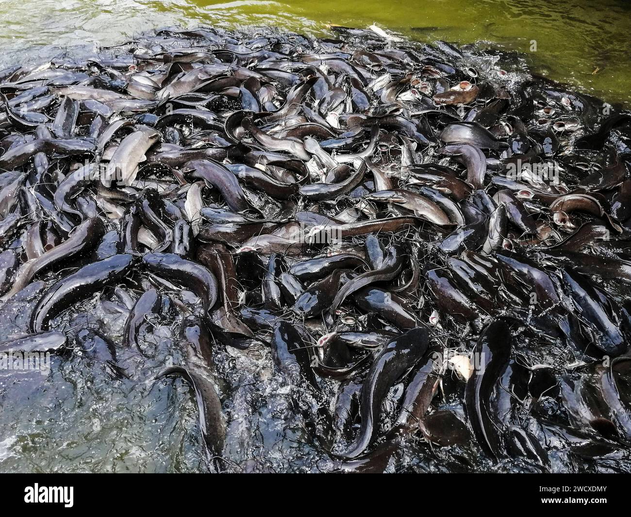 Vietnam, Mekon Delta, catfish Stock Photo