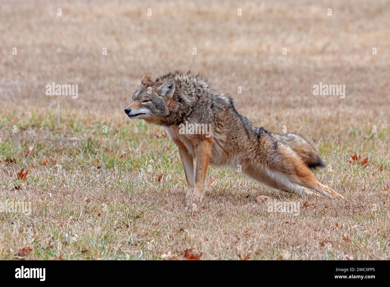 A coyote stretches in an open prairie. Its front paws are up, its  rear end down, as if in a plank pose yoga position. Stock Photo