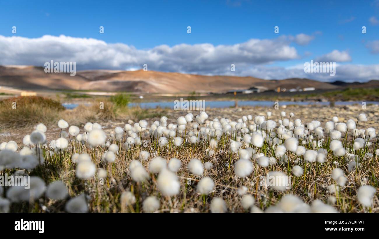 A field of flowers in front of a turquoise lake in the Myvatn region. Stock Photo