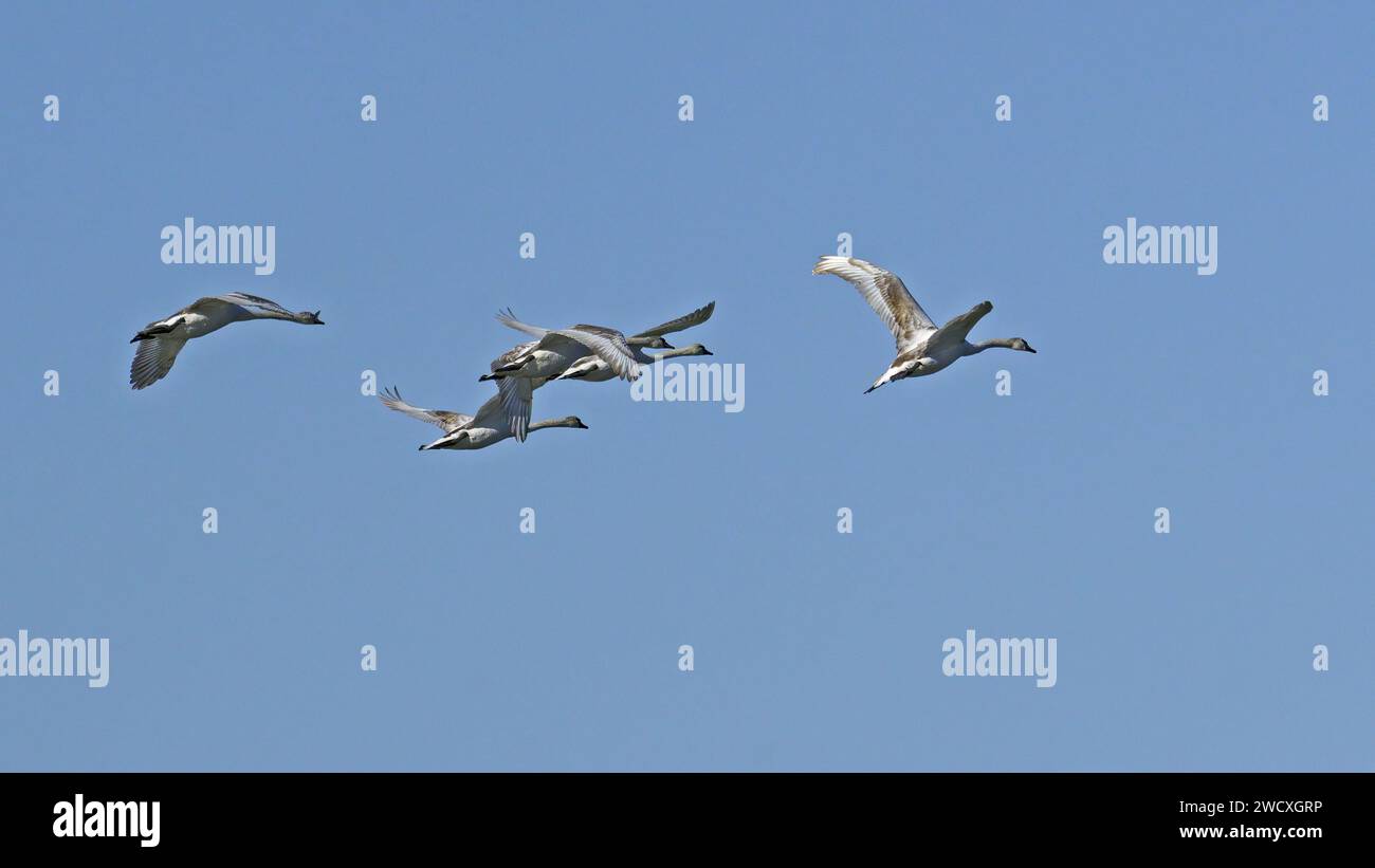 small flock of immature mute swans, from the same brood, in flight, Cygnus olor, Anatidae Stock Photo