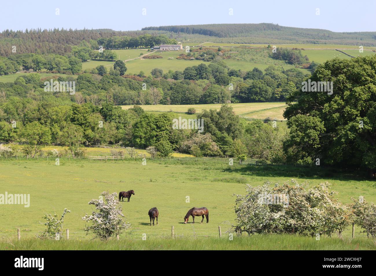 Horses and ponies grazing in a meadow in rural countryside in sunshine Stock Photo