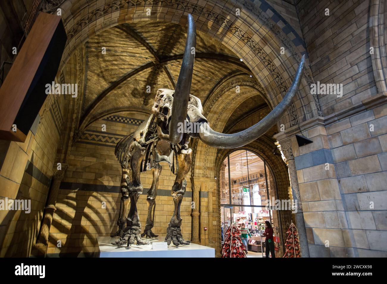 Natural history museum, London Stock Photo