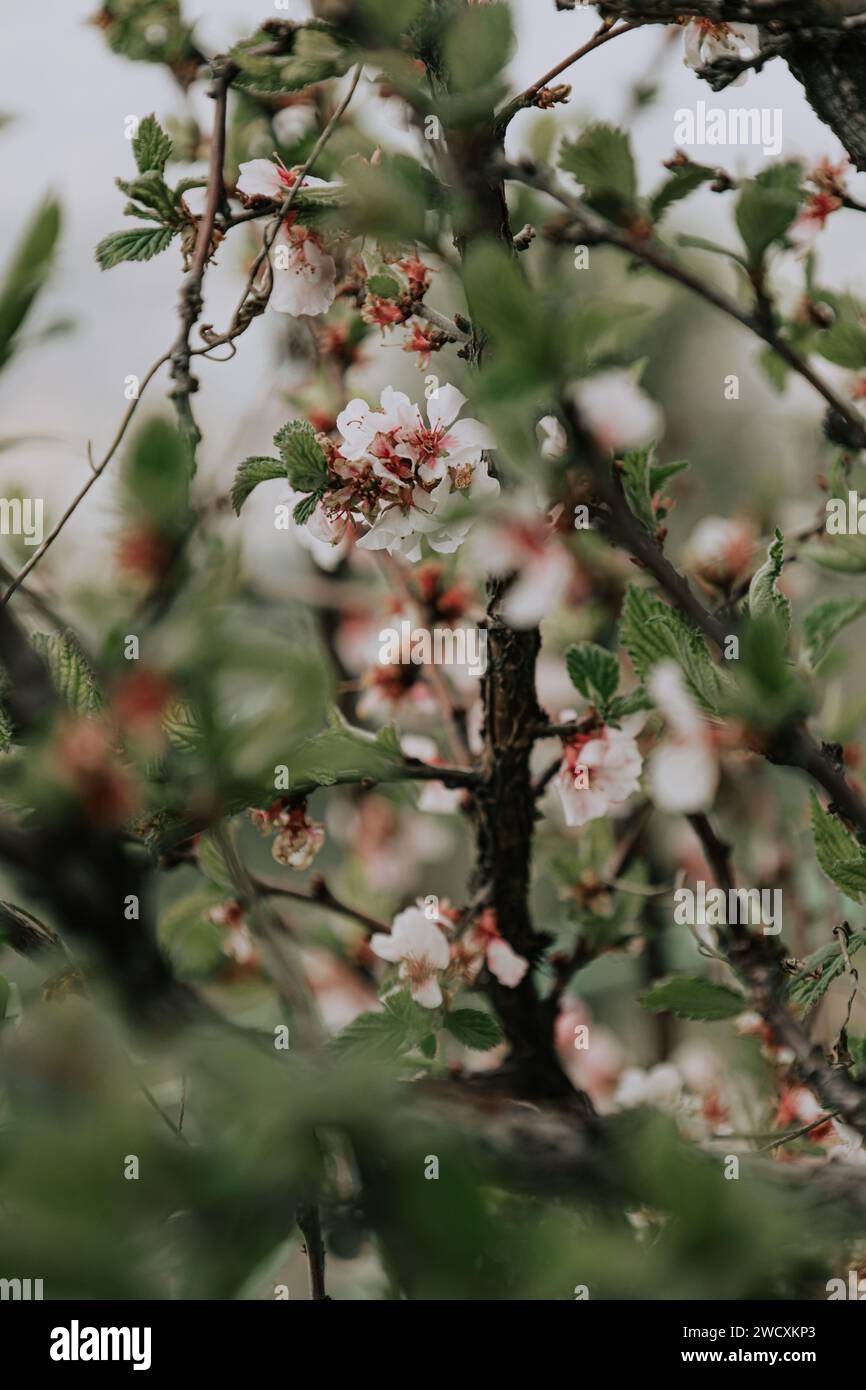 Blooming apple bush. Many flowers blooming on a branch, green fresh foliage. Warming and change of season from winter to spring. inflorescence Stock Photo