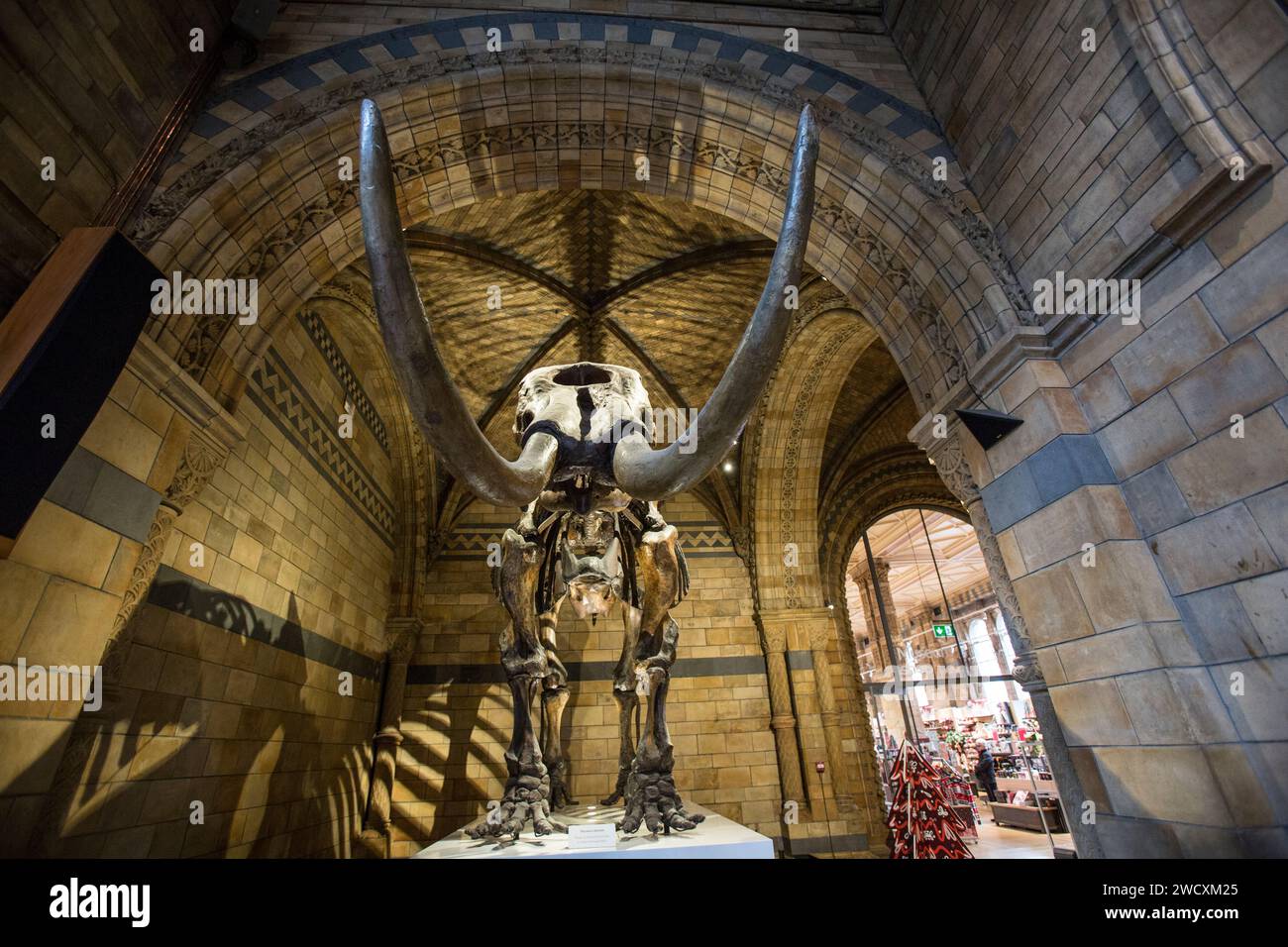 Natural history museum, London Stock Photo