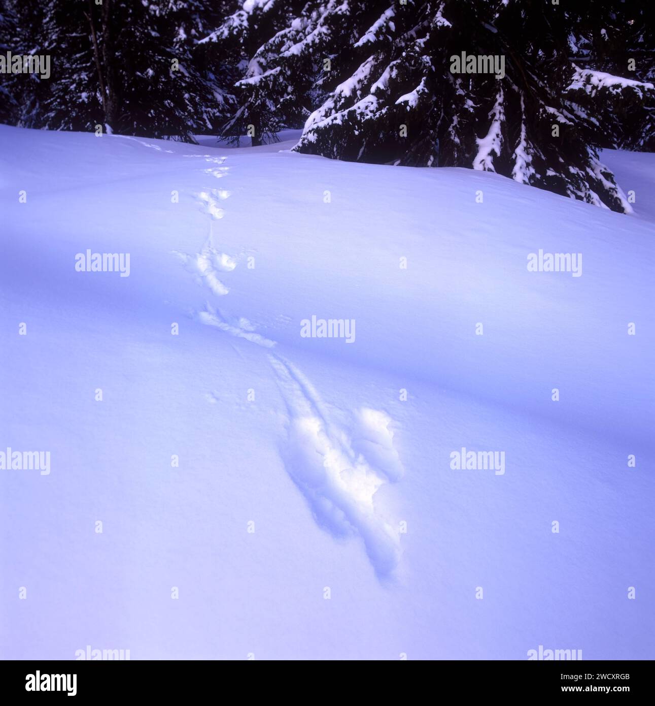 Hare tracks in deep snow Stock Photo