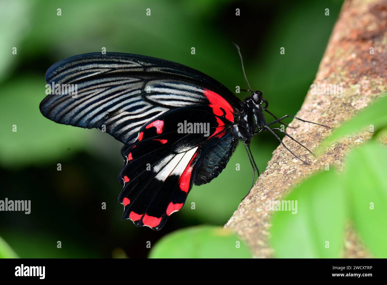 Scarlet Mormon butterfly lands in the butterfly gardens. Stock Photo