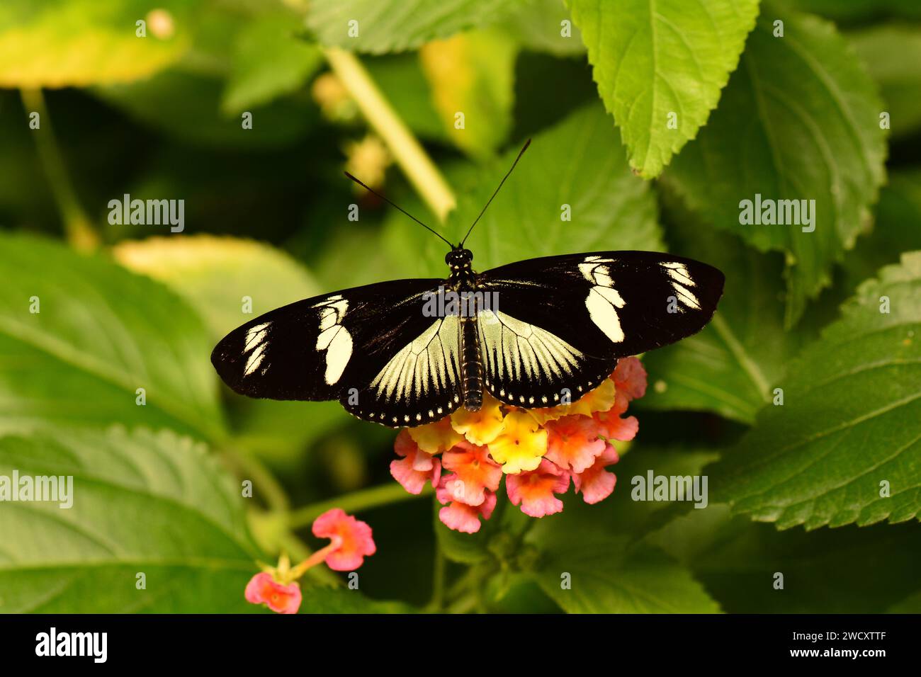 Doris longwing butterfly snacks on nectar in the gardens. Stock Photo