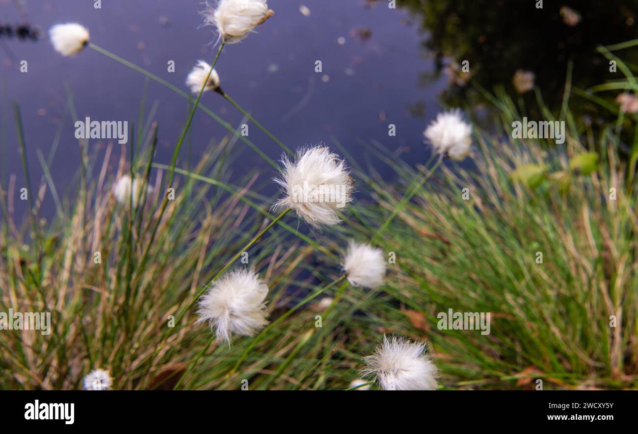Arctic cotton grass (Eriophorum callitrix) flowering. Stock Photo