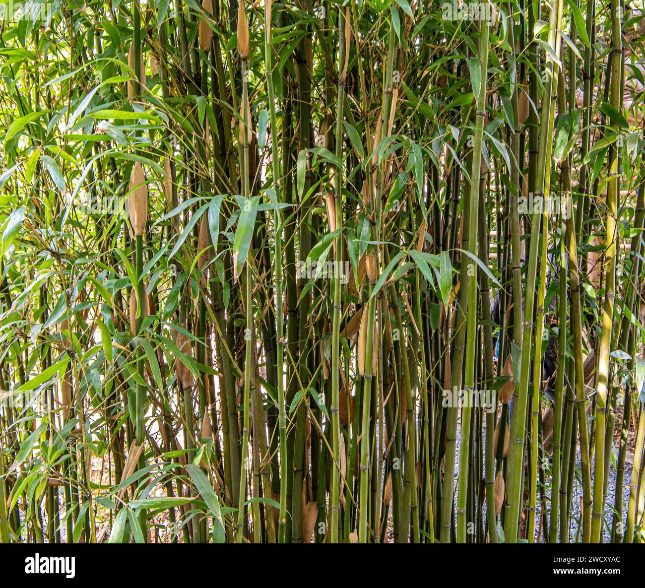 Sasaella Ramosa, Haory Bamboo, bush evergreen. Stock Photo