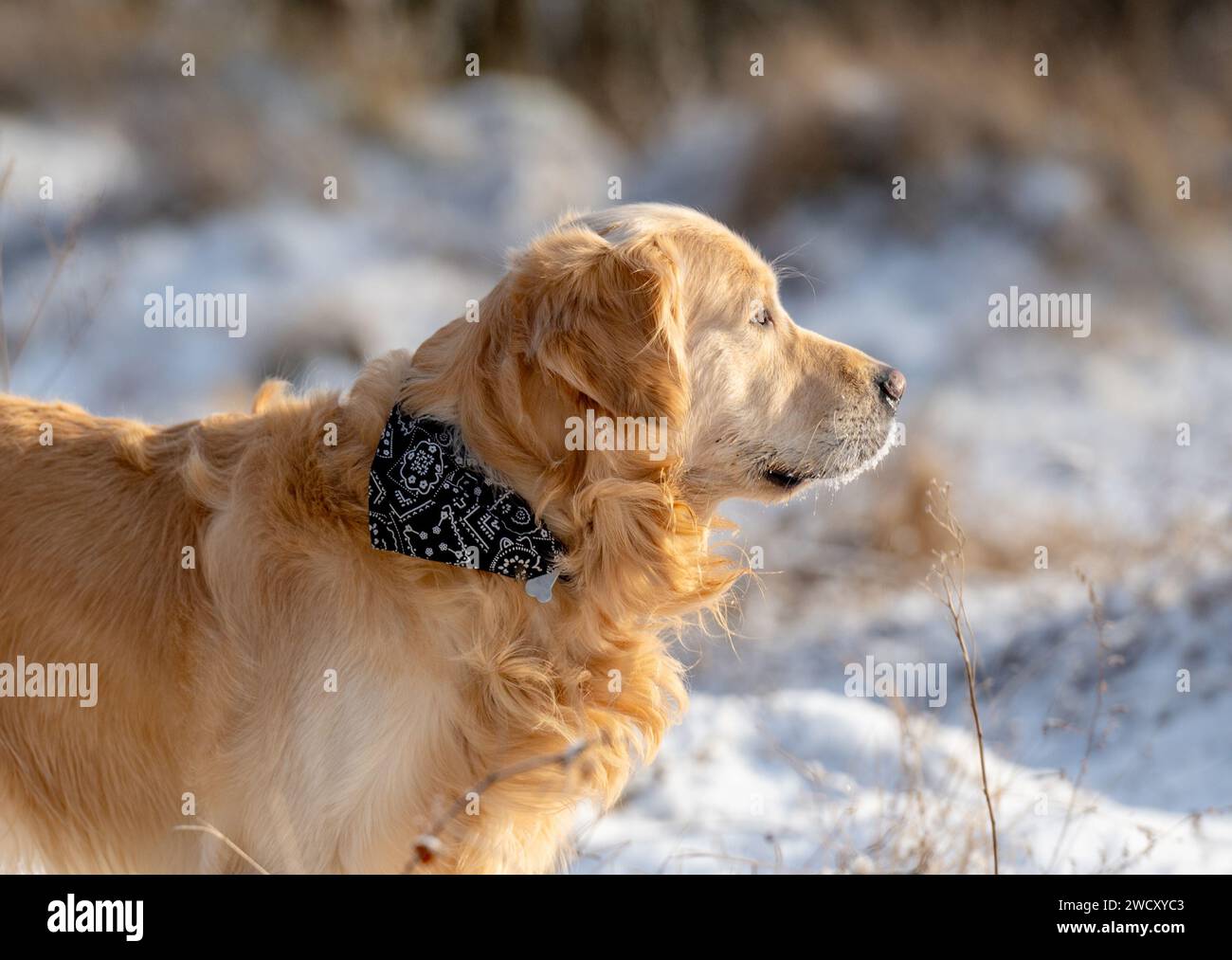 Golden Retriever Dog Poses For A Winter Portrait Stock Photo - Alamy