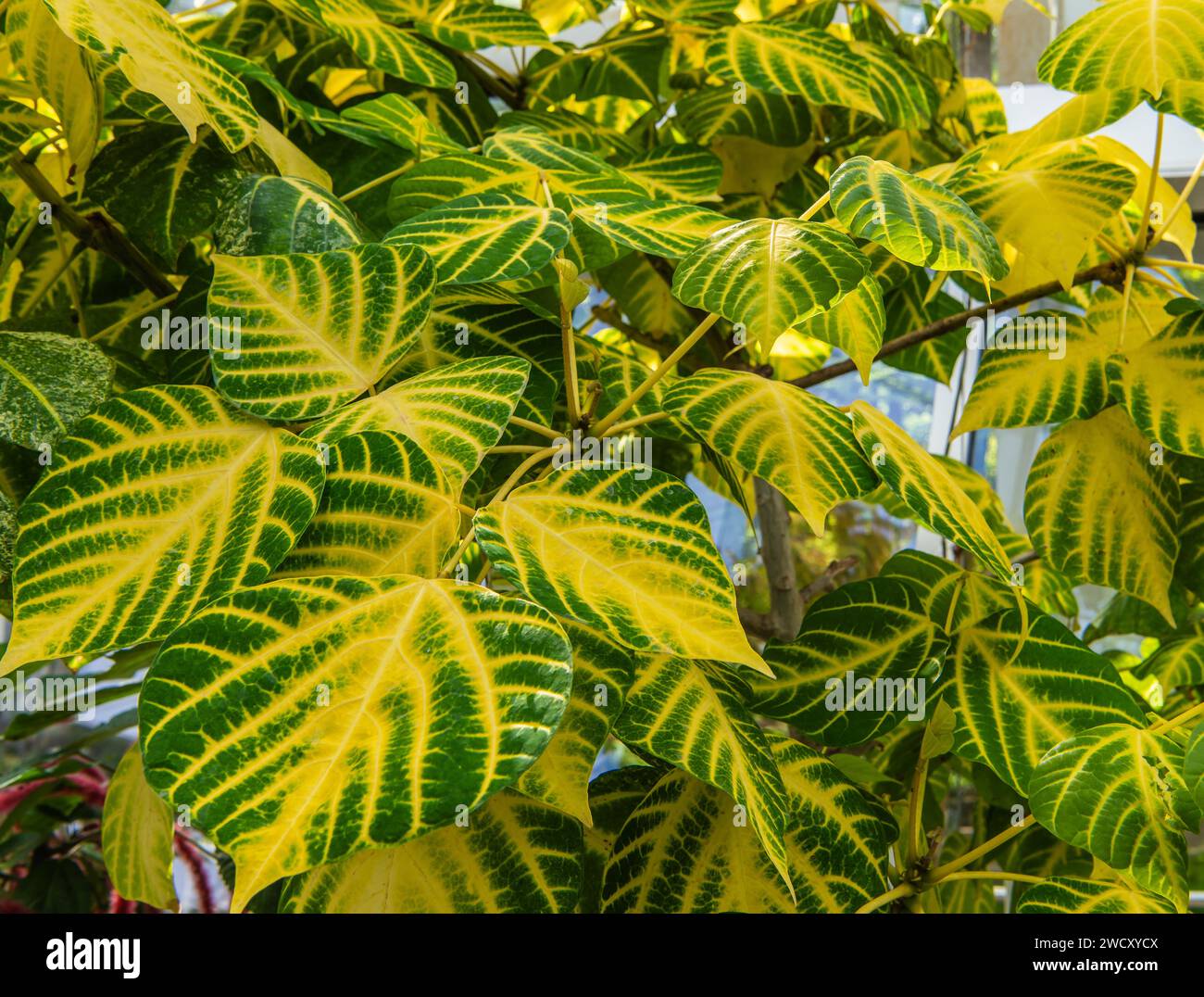 colorful leaves of Indian Coral Tree or Tiger claw of Variegated coral tree (Erythrina Variegata) are growing in the branched Stock Photo