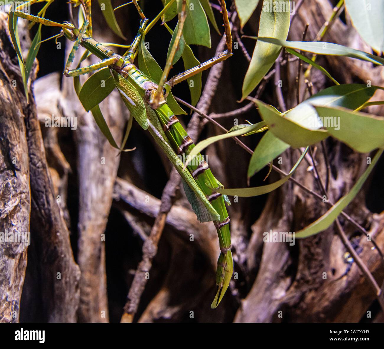 walking sticks insect (Diapherodes gigantea). hanging in vegetation Stock Photo