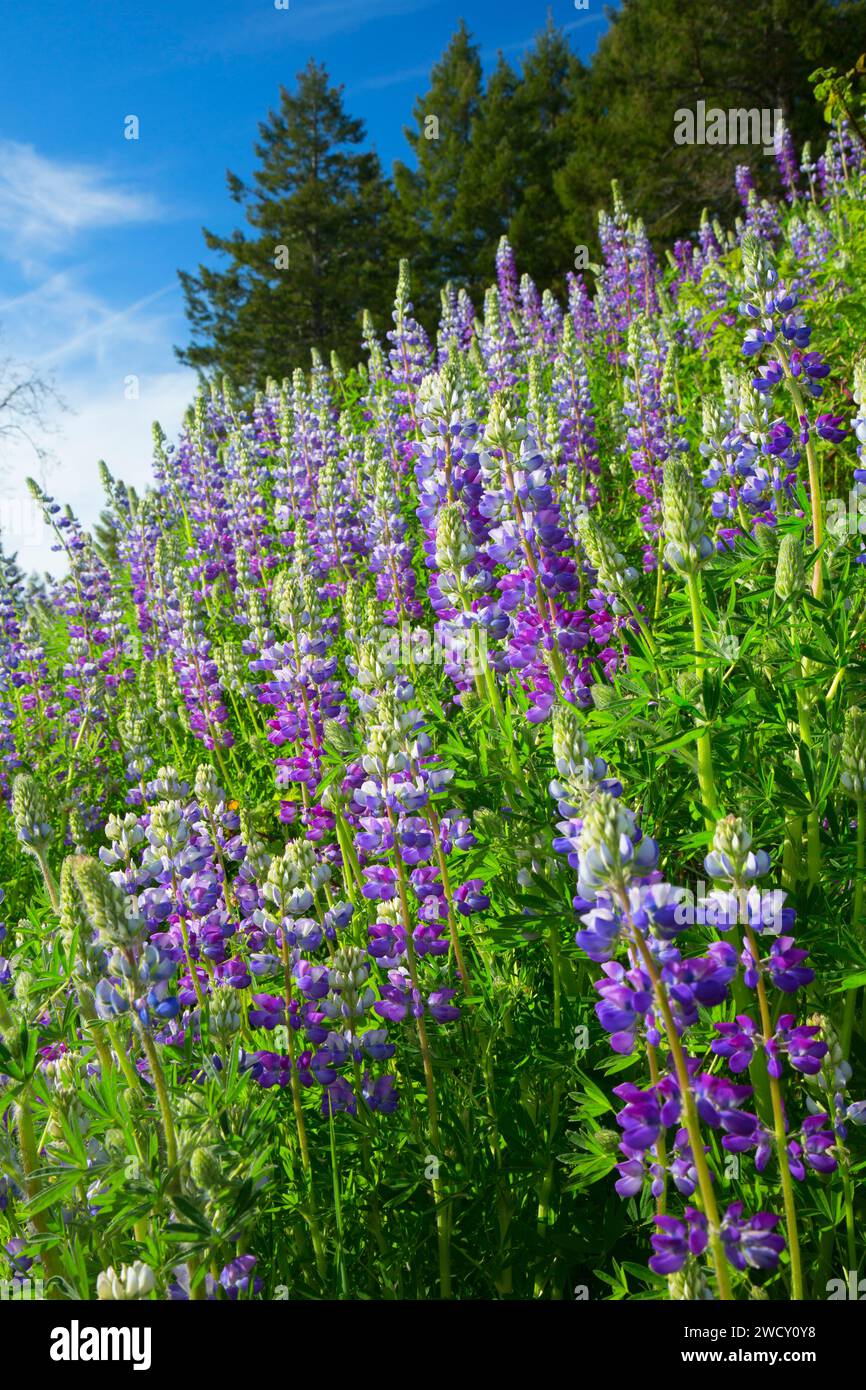 Lupine along Bald Hills Road, Redwood National Park, California Stock