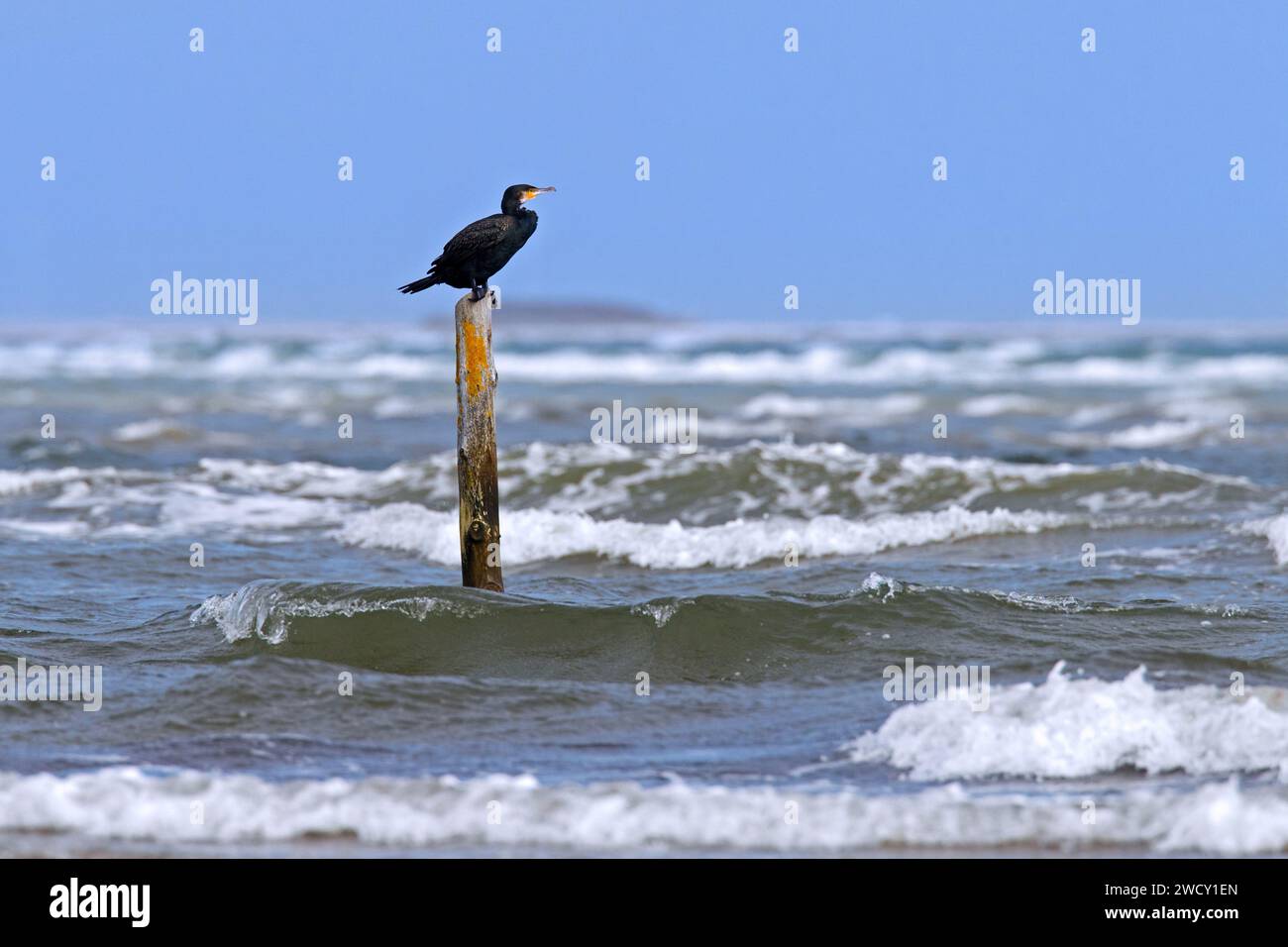 Cormorant resting on pole hi-res stock photography and images - Alamy