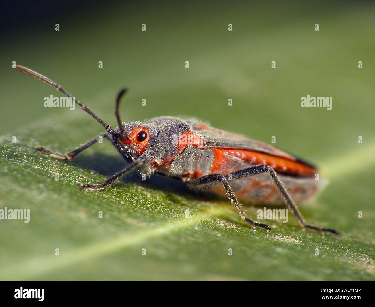 Oleander Insect Nerium oleander yellow leaves hi-res stock photography and images - Alamy