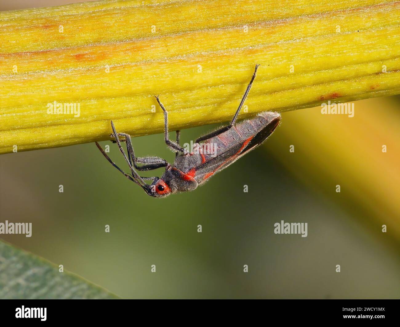 Oleander Insect Nerium oleander yellow leaves hi-res stock photography and images - Alamy