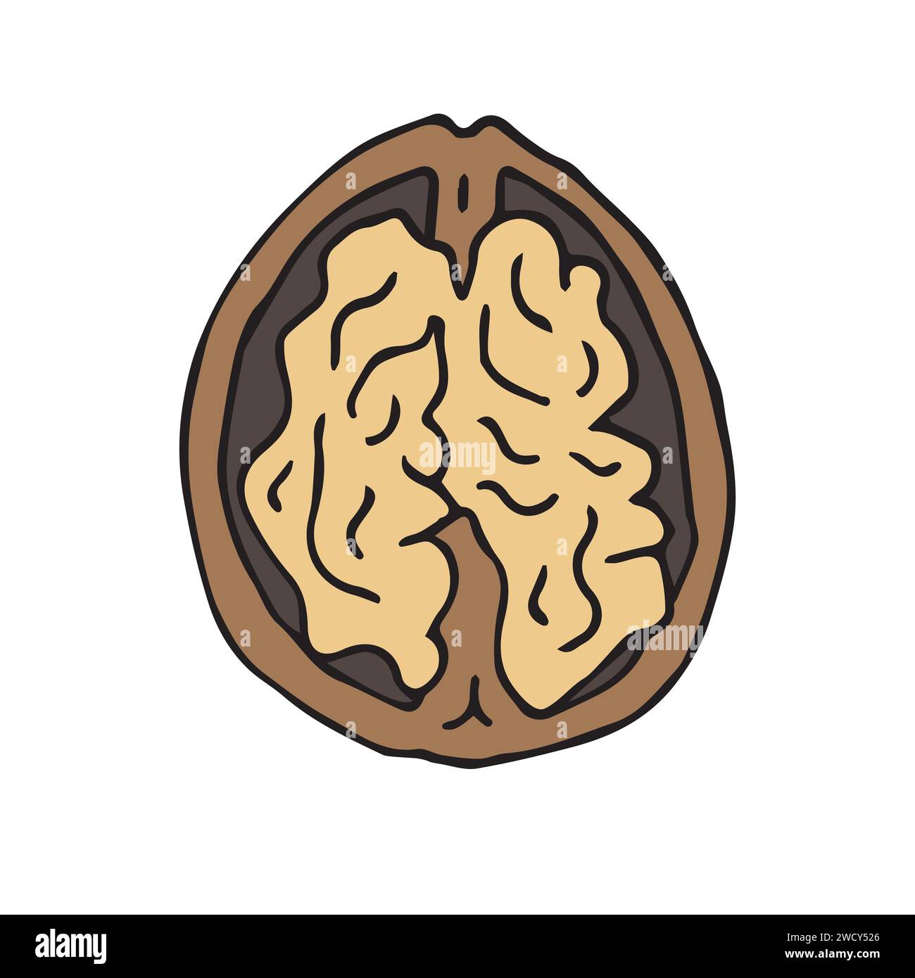 Vector hand drawn doodle sketch colored Walnut nut isolated on white background Stock Vector
