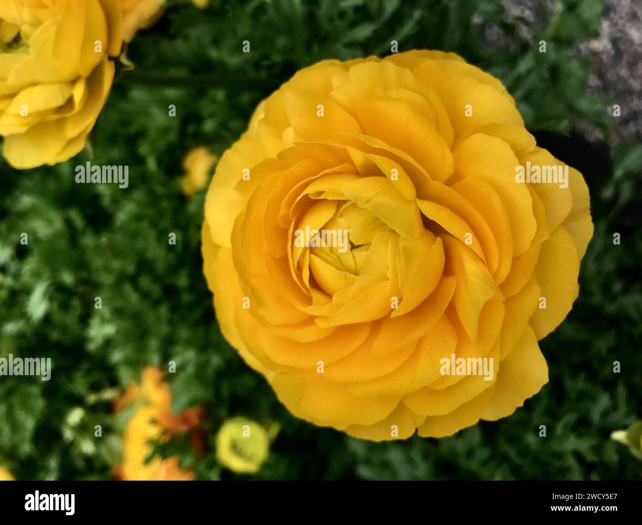A group of vibrant yellow flowers blooming on the ground Stock Photo
