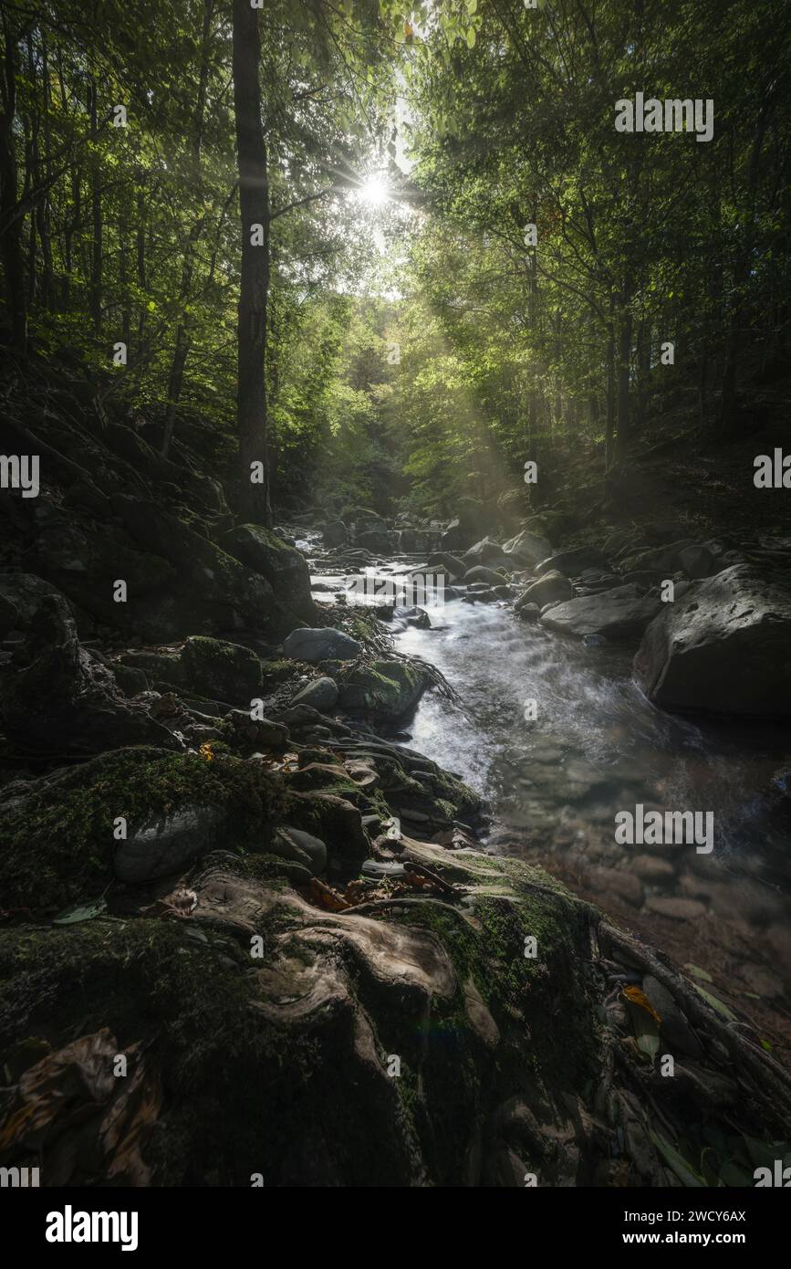 Stream and sunrays in Acquerino nature reserve forest. Autumn season, Apennines, Tuscany region, Pistoia province, Italy, Europe Stock Photo