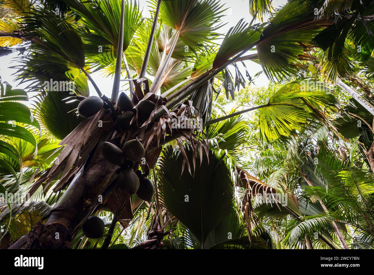 Coco de mer fruits, Lodoicea palm tree. Vallee de Mai, Praslin island, Seychelles Stock Photo