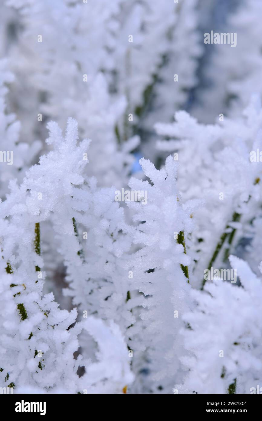 Green branches of the spruce and needles are covered with snow crystals ...
