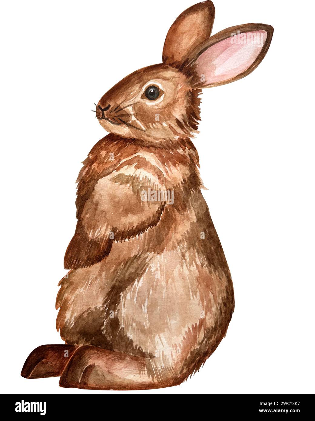 Empty Photo Rabit Watercolor illustration of a cute fluffy grey rabbit with pink ears in ...