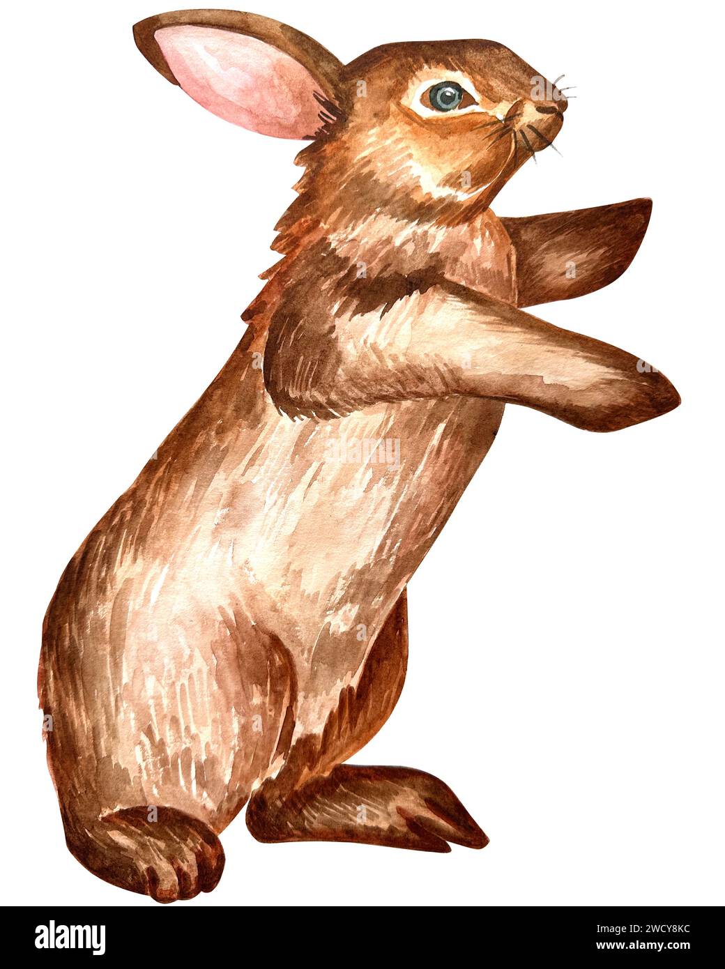 Empty Photo Rabit Watercolor illustration of a cute fluffy grey rabbit with pink ears in ...