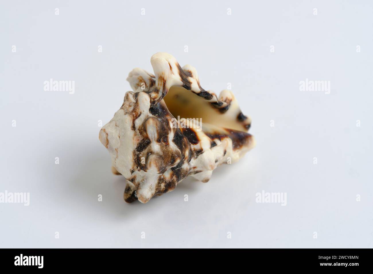 Clam shell on a white background Stock Photo