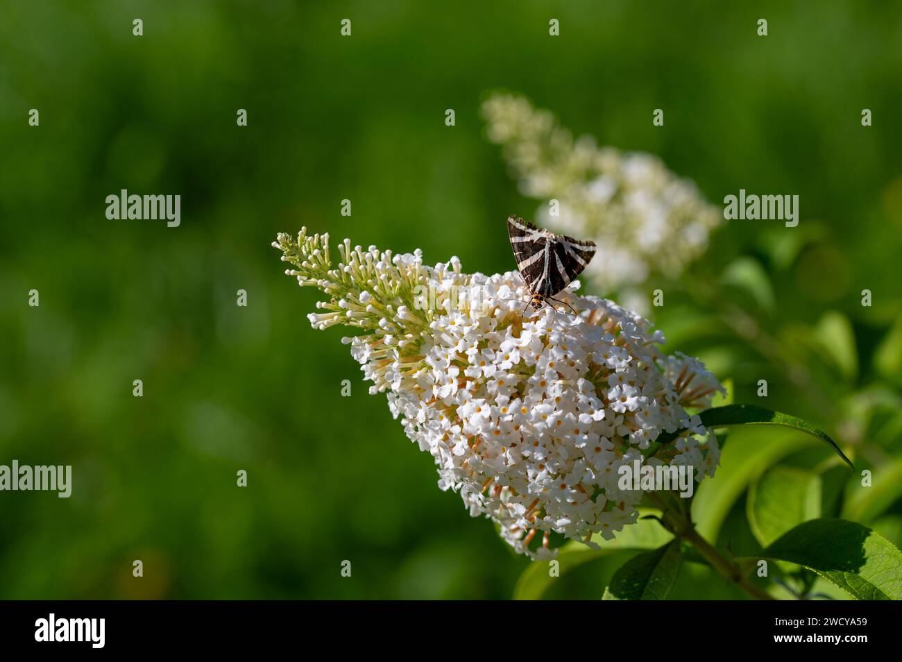 Butterfly 'Russian Bear' ( Euplagia quadripunctaria ) on white buddleia in green nature Stock Photo