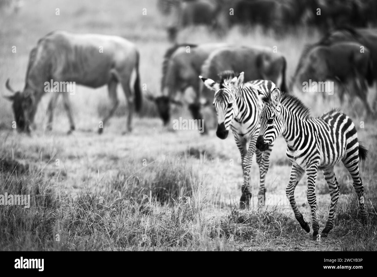Black and white portrait of zebra in kenya savannah Stock Photo