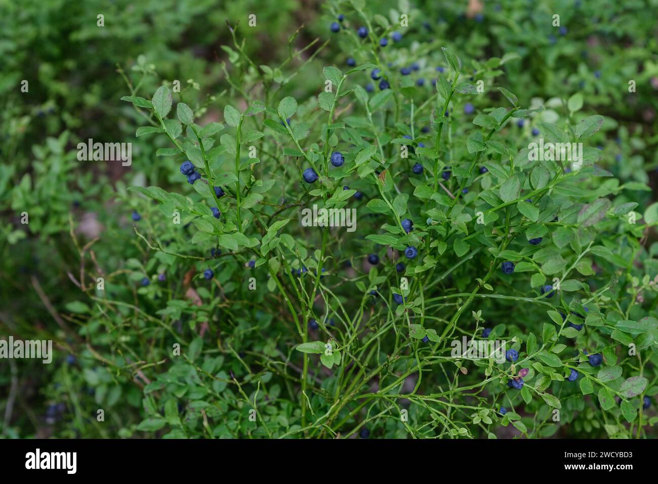 Blueberry bush in a forest in Sweden Stock Photo