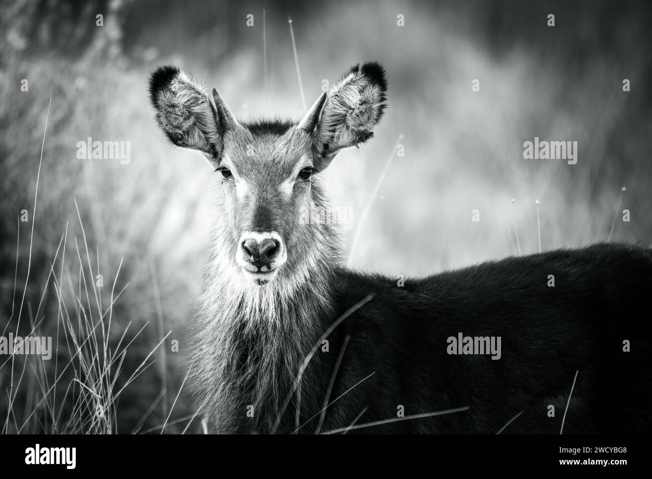 black and white portrait of a waterbuck in Kenya Stock Photo