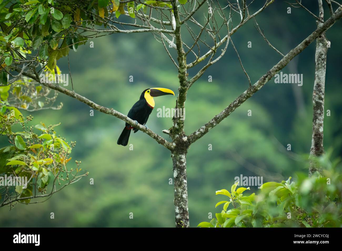 portrait of a yellow-throated toucan Stock Photo