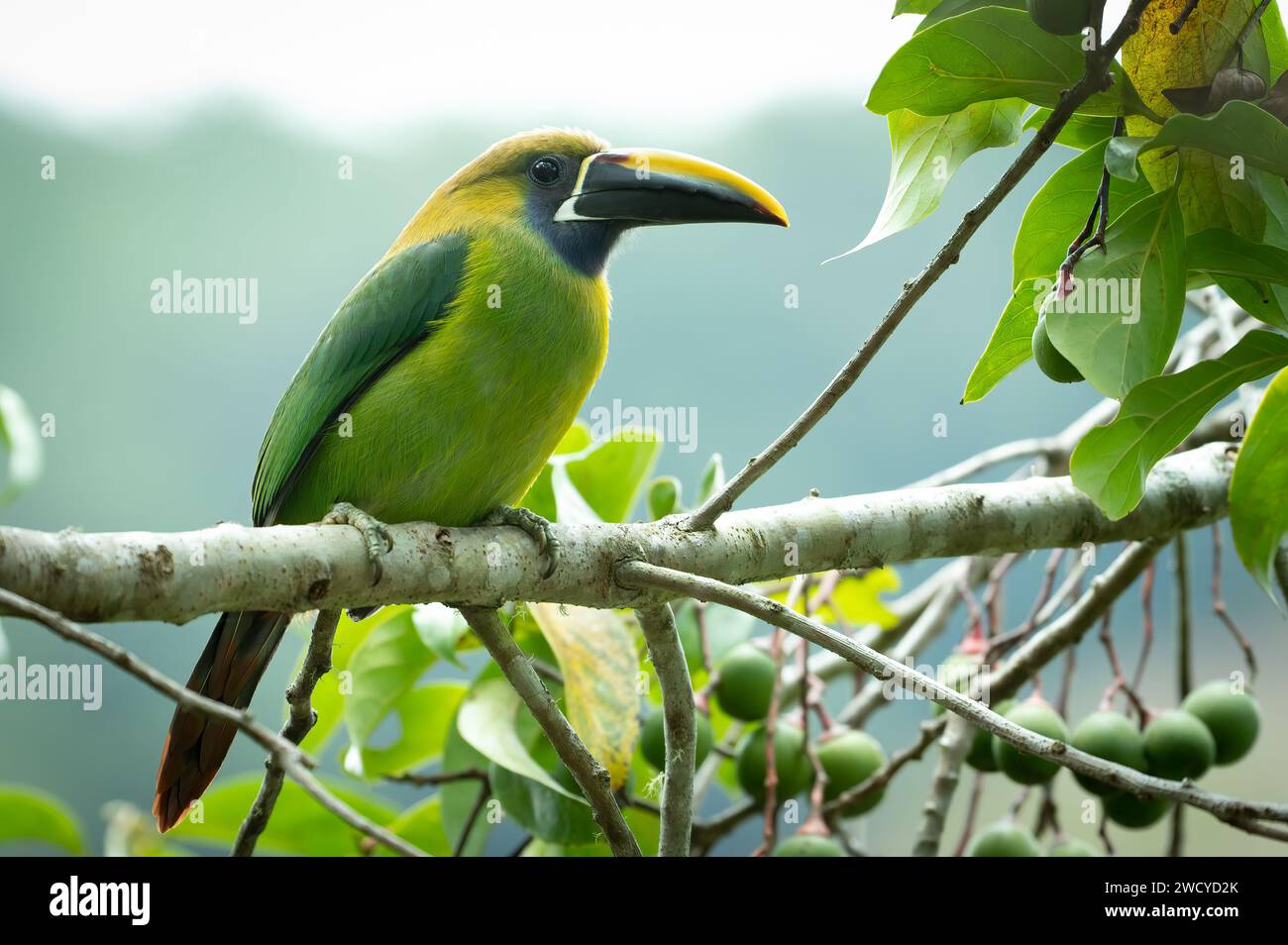close up of a emerald toucanet Stock Photo