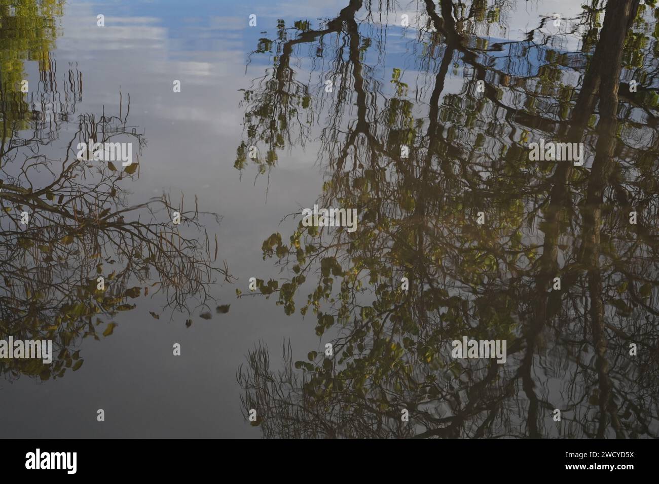 Reflection of trees, blue sky with white clouds in the water Stock Photo