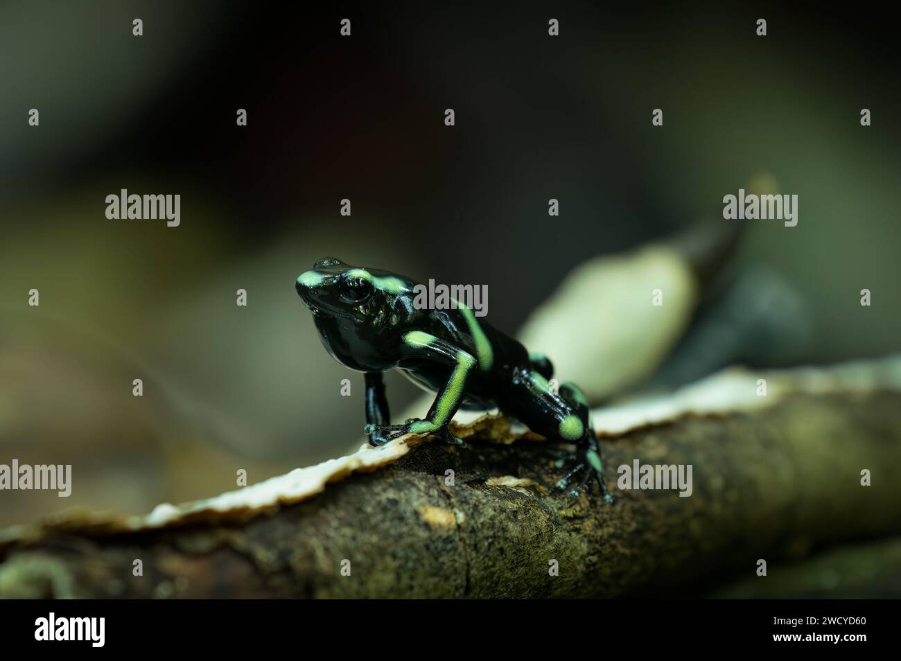close up of a black poison frog Stock Photo