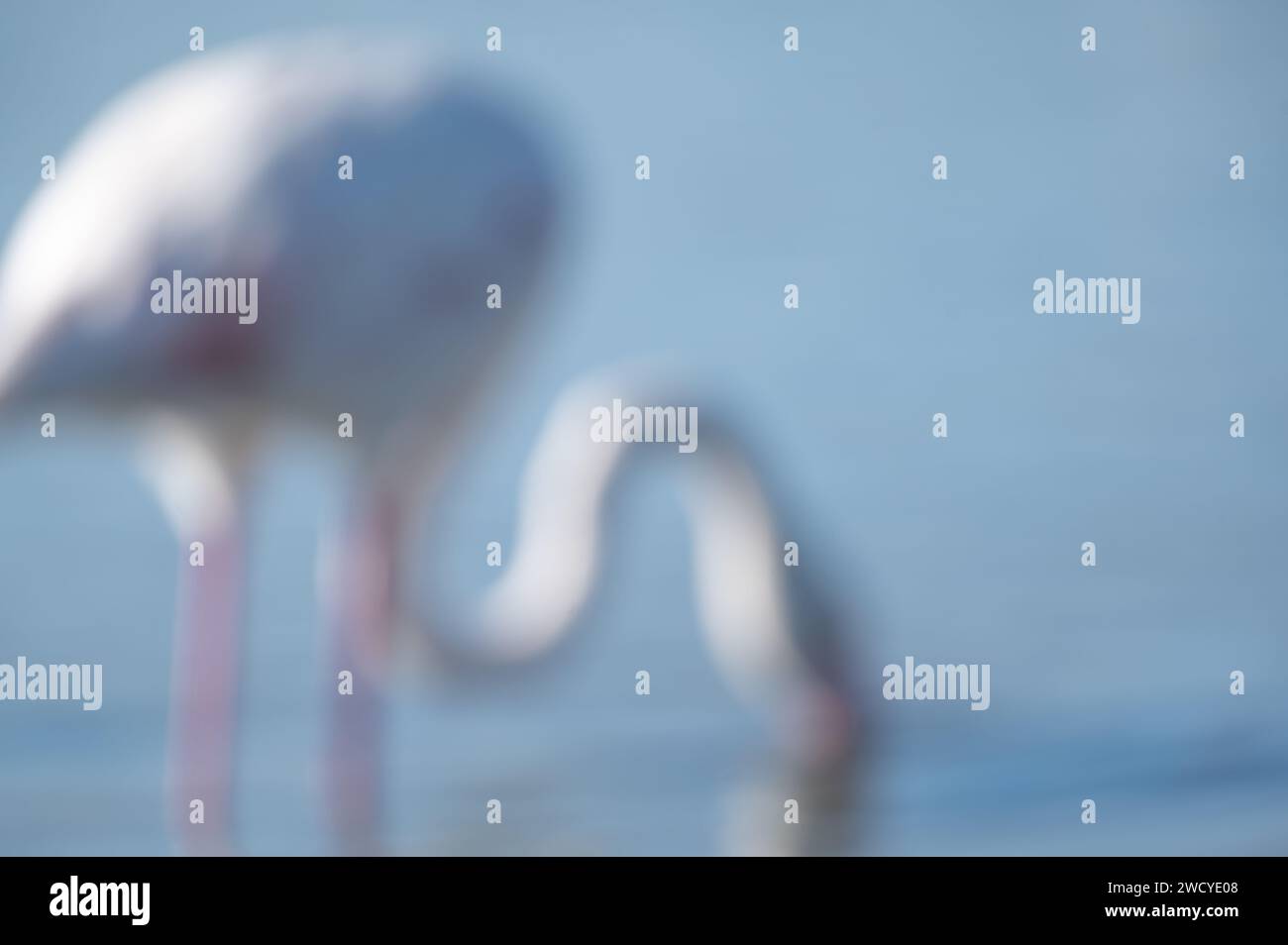 abstract portrait of a lesser flamingo Stock Photo