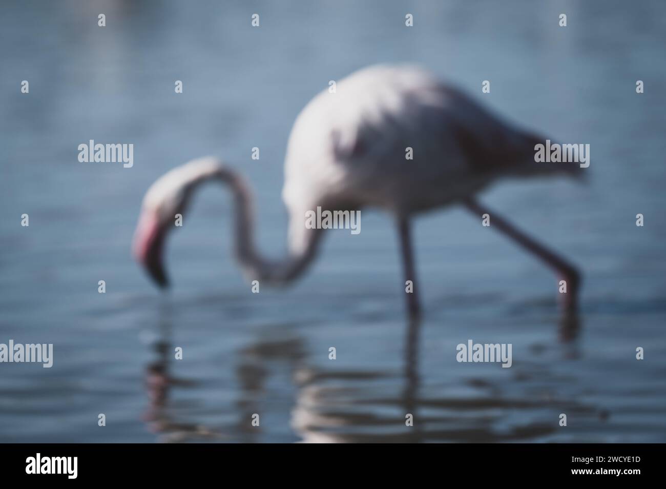 abstract portrait of a lesser flamingo Stock Photo