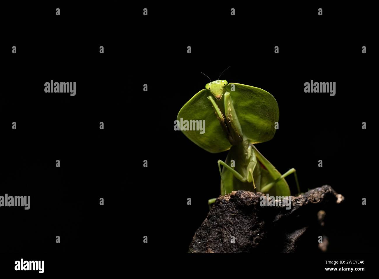Portrait of a shield mantis Stock Photo