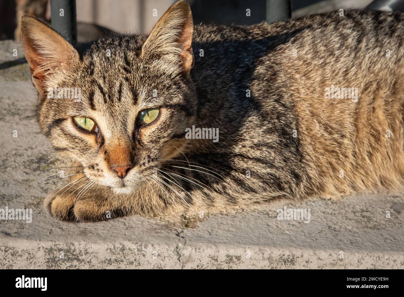 Portrait of a domestic cat - tabby cat looking into the camera. Relaxed ...