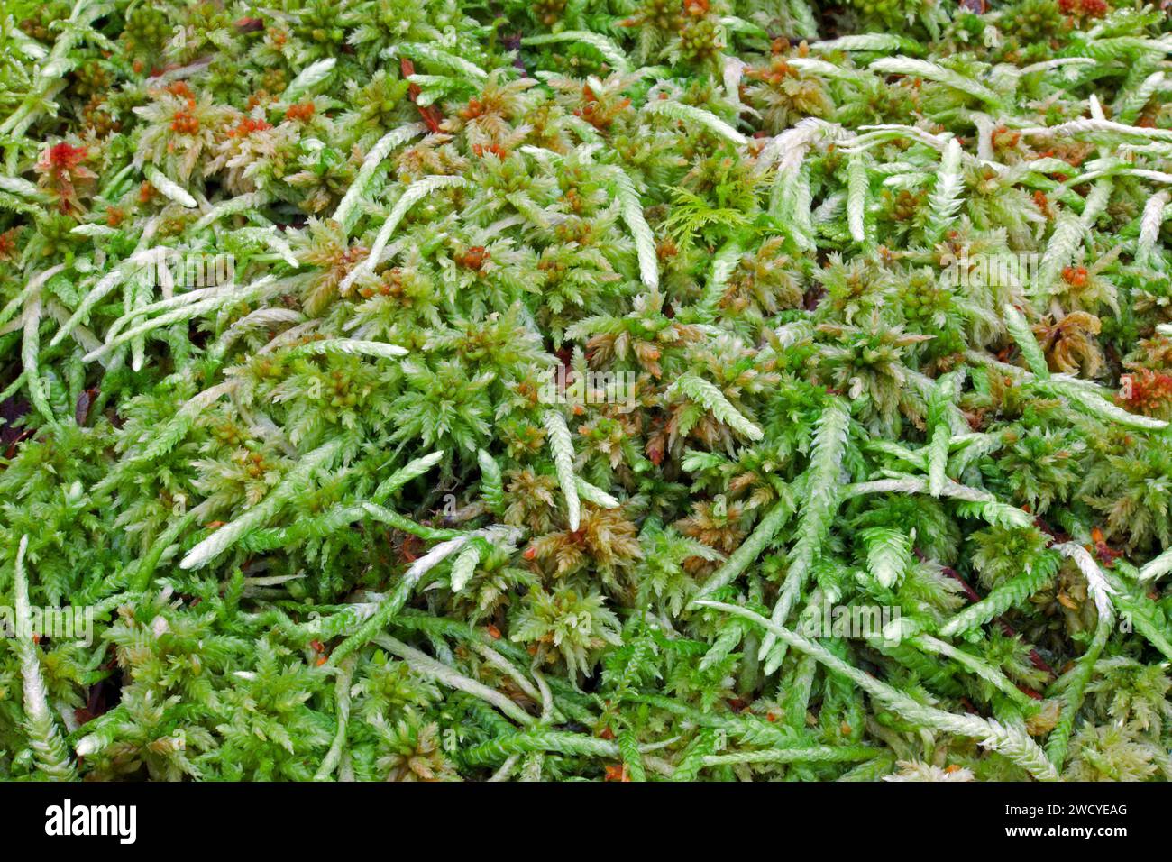 Plagiothecium undulatum (wavy-leaved cotton moss) is seen here amongst Sphagnum moss. It is found in acidic soil and on wood and rocks. Stock Photo