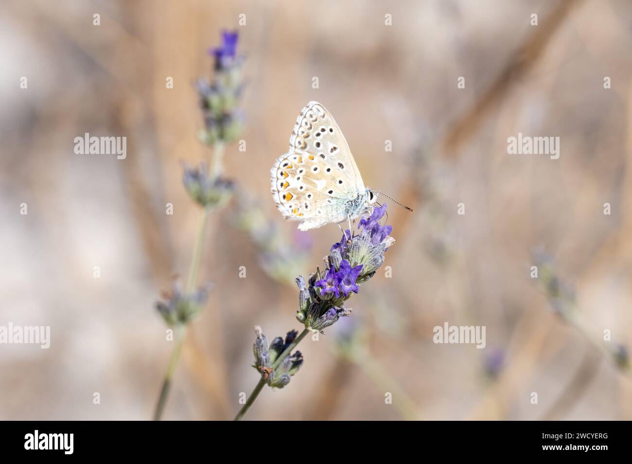 close up of an adonis blue Stock Photo
