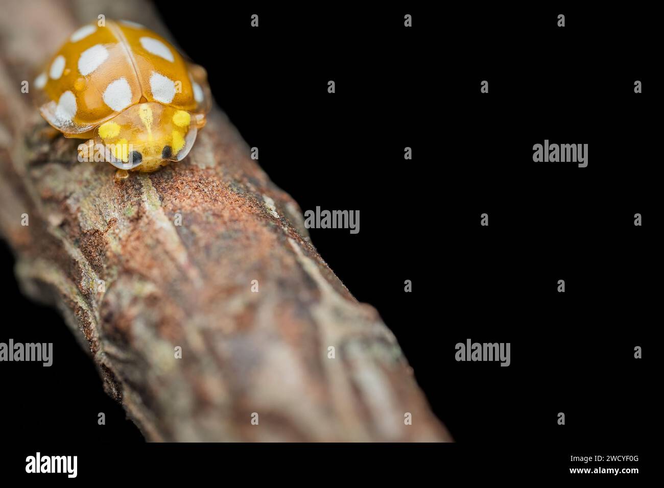 close up of an orange ladybug Stock Photo