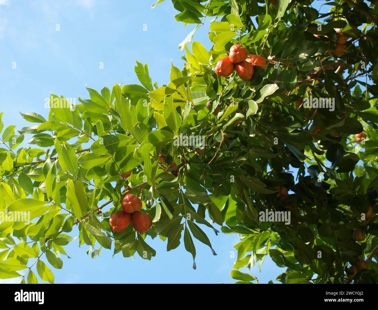 Ackee tree with fruits. Jamaican national fruit. Wide shot Stock Photo