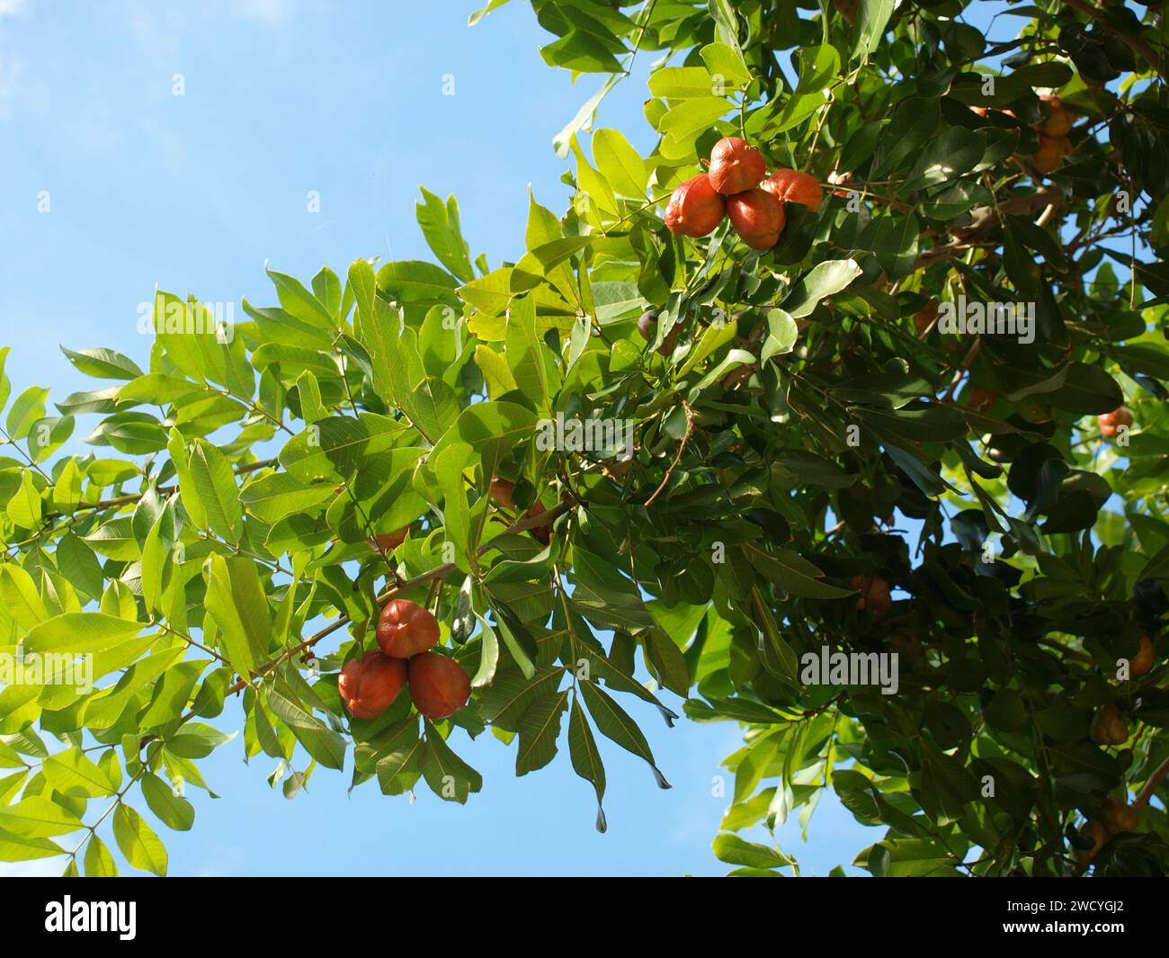Ackee tree with fruits. Jamaican national fruit. Wide shot. Stock Photo
