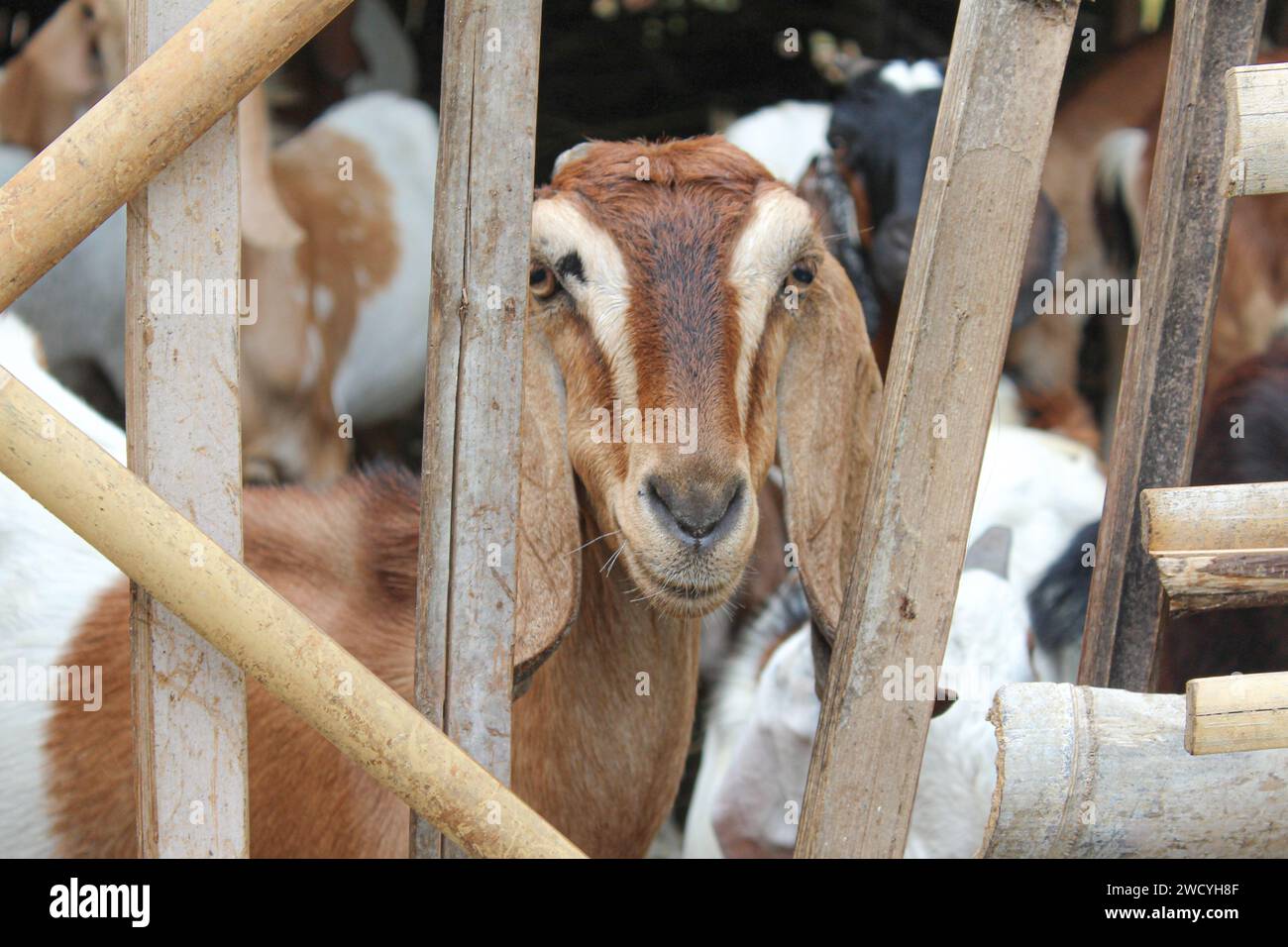 Close up photo of goats behind a bamboo cage Stock Photo