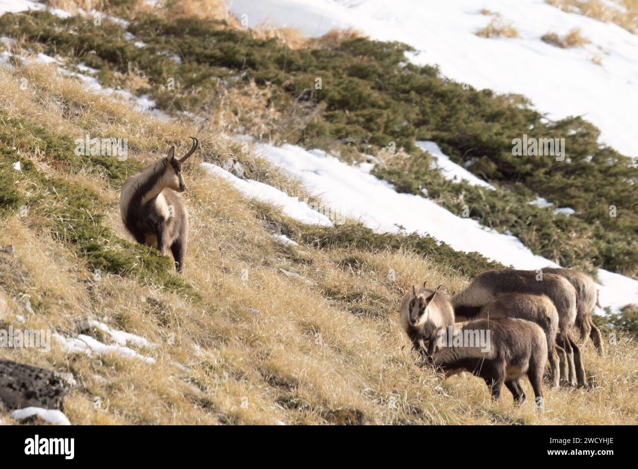 Apennine chamois( (Rupicapra pyrenaica ornata) in the Sibillini mountains in Italy. Stock Photo