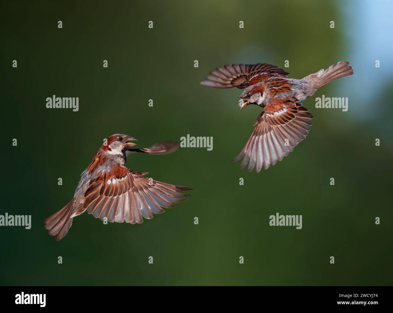 two sparrow birds fly towards each other spreading their feathers and wings against the backdrop of a green spring garden Stock Photo