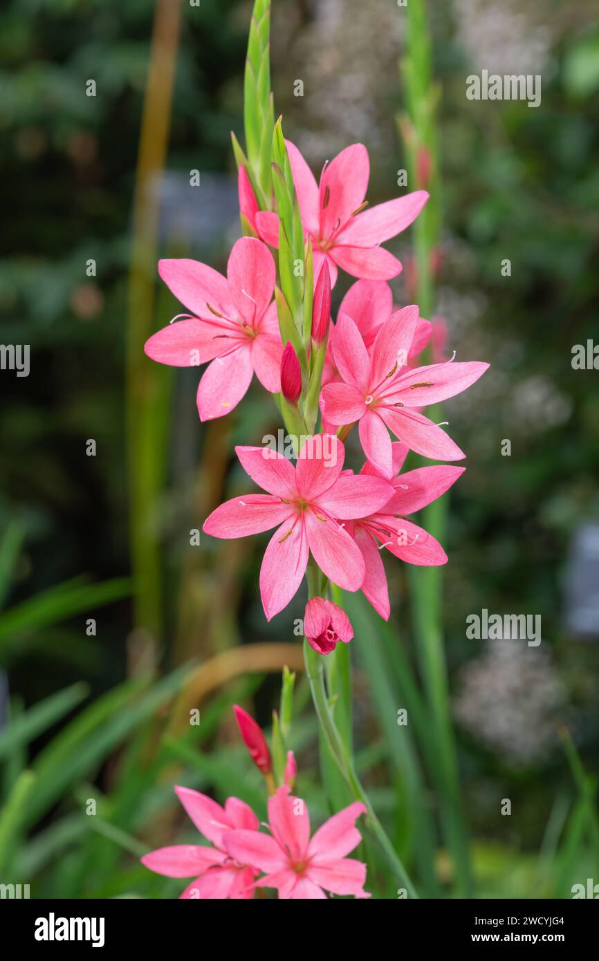 Close up of  bugle lily (Watsonia) flowers in bloom Stock Photo
